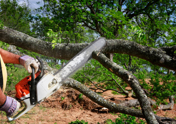 Large Tree Removal in Bushnell, FL